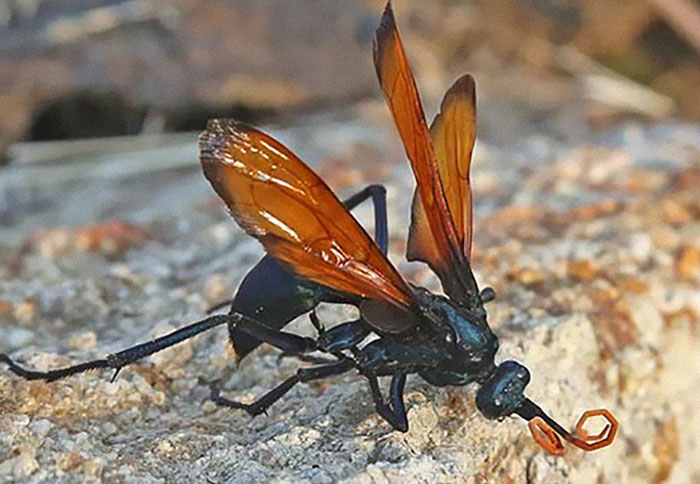 about the Tarantula Hawk, which has a sting that causes "...immediate, excruciating, unrelenting pain that simply shuts down one's ability to do anything, except scream."