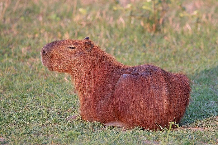 capybaras, the largest extant rodent, have adapted well to urbanization in South America, and they can be found in many urban parks and lakes. Capybaras are quite docile and often allow humans to pet them though it is discouraged as the mammals' ticks can carry the Rocky Mountain spotted fever.