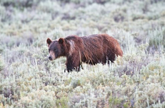 Bears in Yellowstone can eat up to 40,000 moths a day