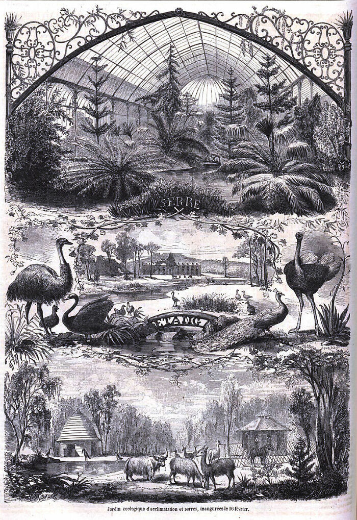 about Acclimatisation Societies. Groups of people from the 19th century that would purposely introduce exotic species to new places. They are responsible for massive ecological disasters.