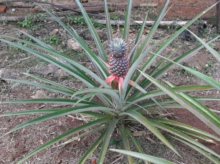 “After 6 months of nurturing and watering, here is my baby pineapple.”