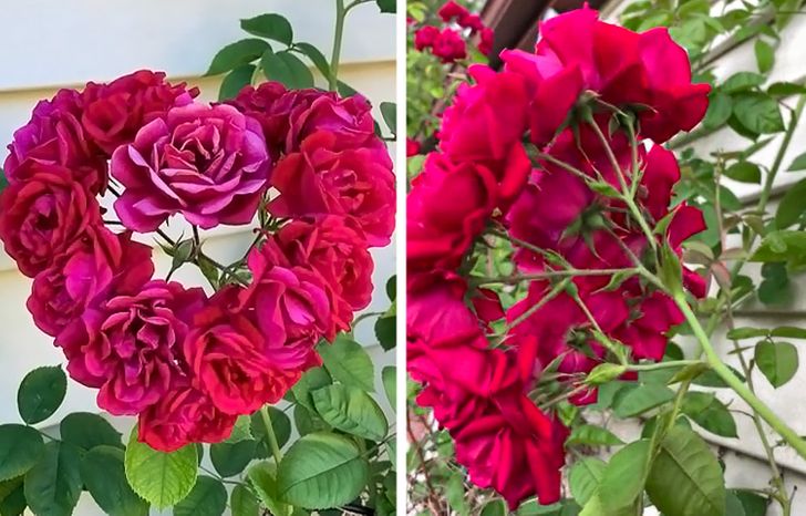 “My (very neglected) rose bush bloomed into the shape of a perfect heart!”
