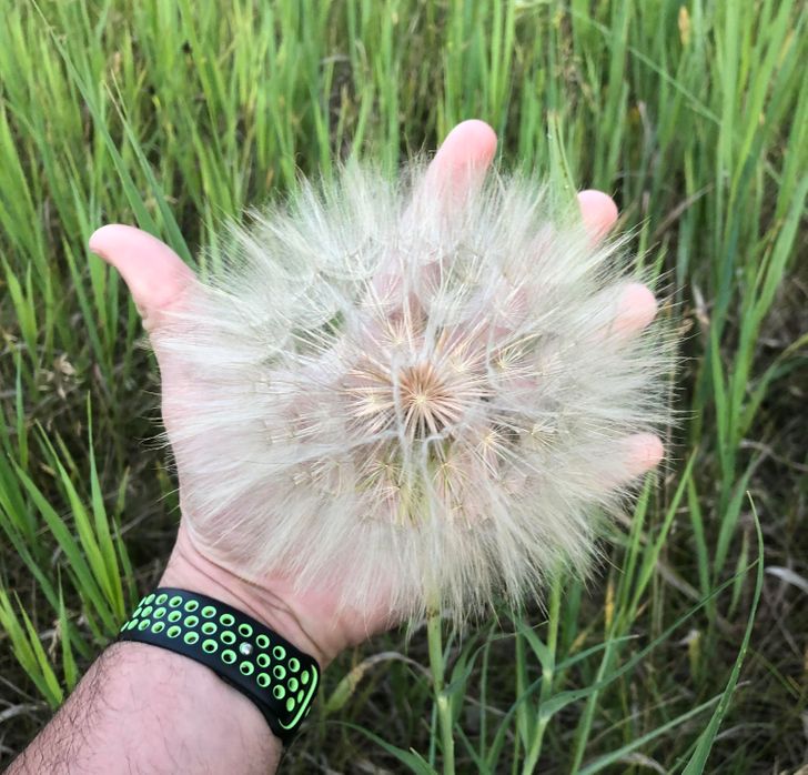 “This GIANT dandelion I found on my walk today”