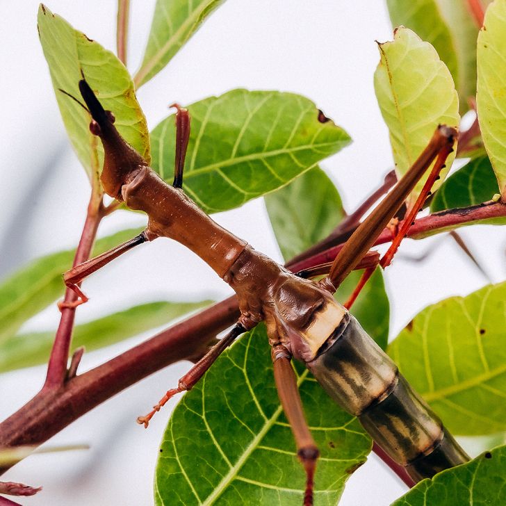 Stick insect that looks like it’s part of the branch.