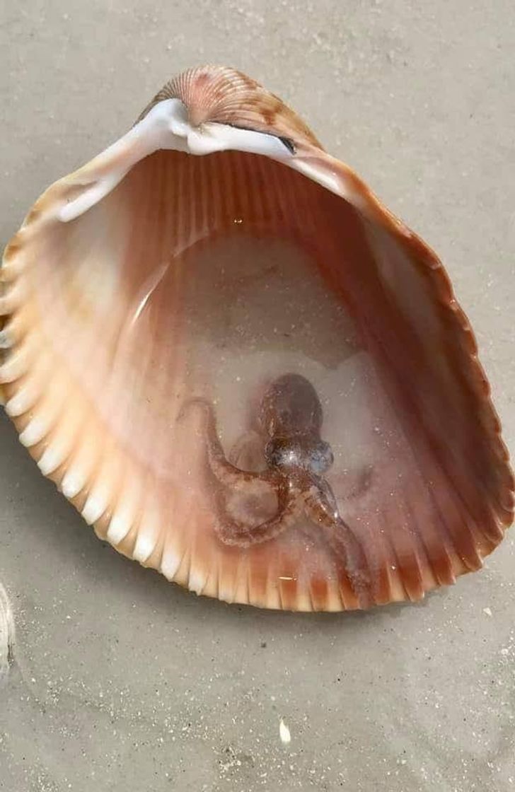 “You never know what you will find when you pick up a shell at Honeymoon Beach, Florida. Little dude was put safely back in the water.”