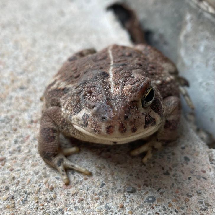 “This one-eyed toad I saw”