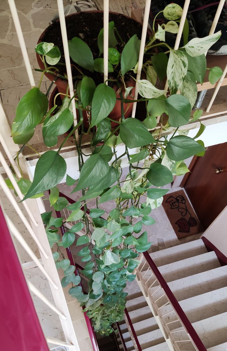 “This extremely long plant in my flat. It’s 4 floors long.”