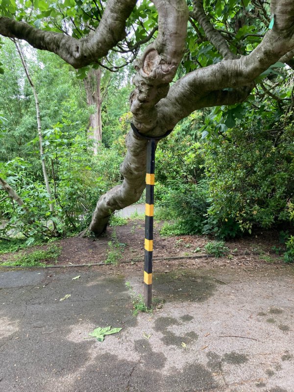 “This tree I found that has a metal crutch to support it.”