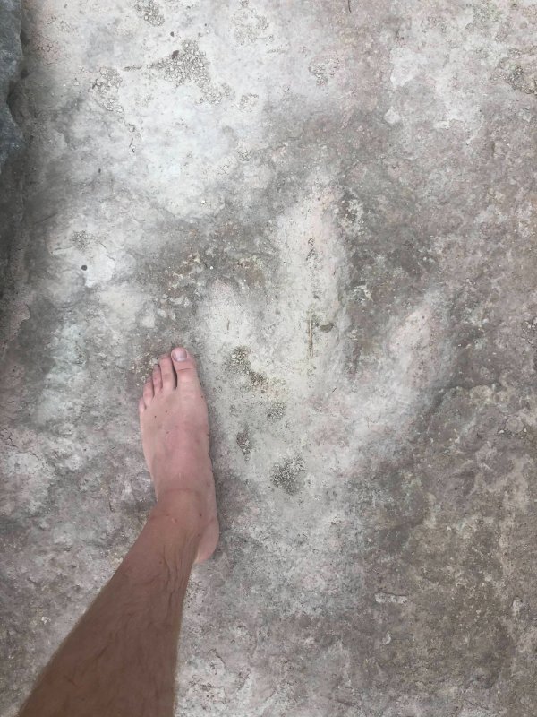 “I came across these theropod tracks while fly fishing in Leander, Texas.”