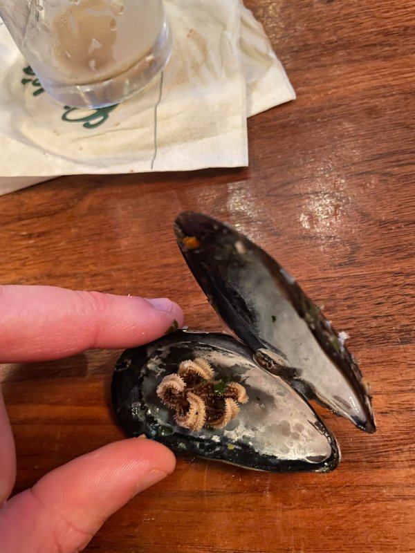 “We found a starfish that had eaten our mussel inside of the shell during dinner.”