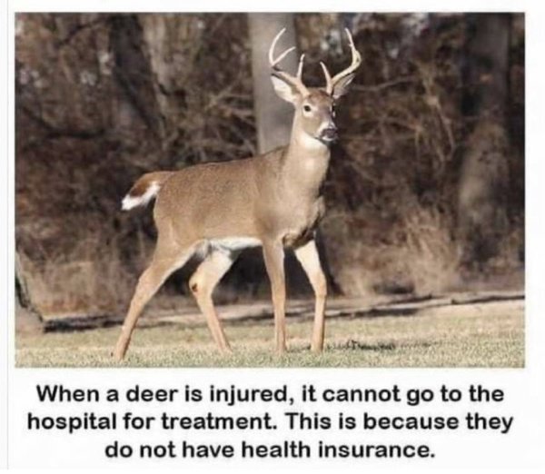 funny meme - deer without health insurance