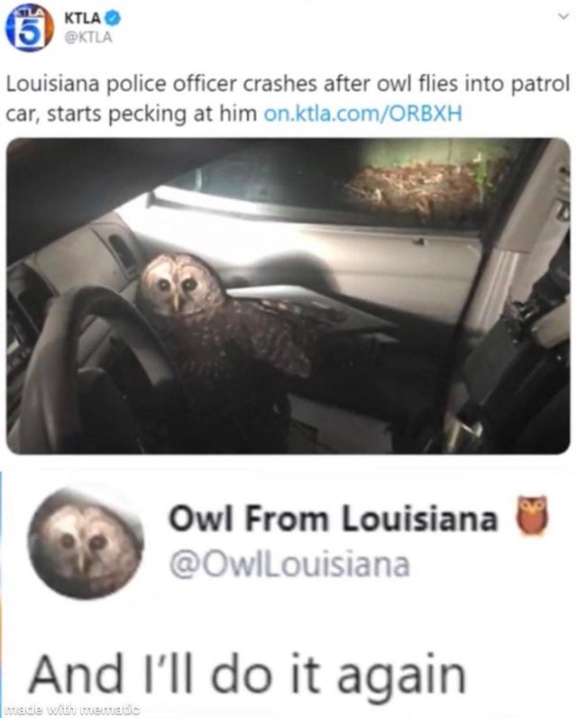 owl attacked louisiana police officer twitter
