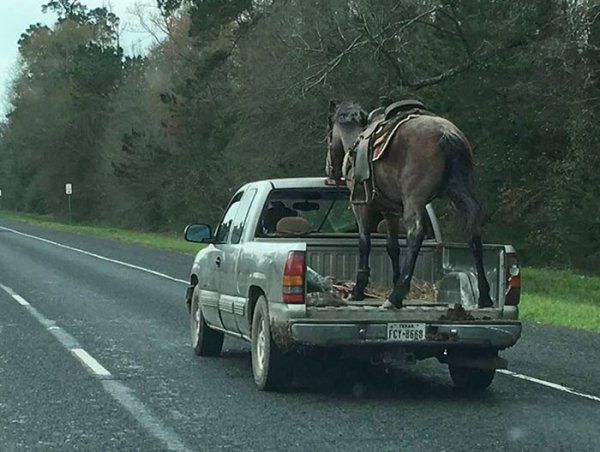horse on the back of a pickup