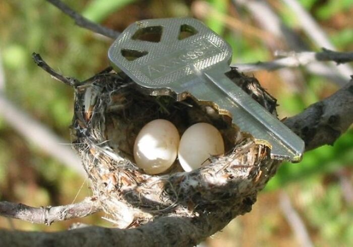 “Hummingbird Eggs And Nest”