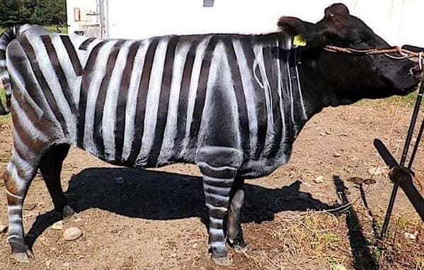 Scientists posited that zebras had striped to ward off flies. They painted a cow and found out they were right.
