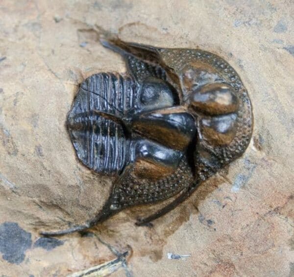 Trilobite fossilized while in the process of molting or shedding its exoskeleton.