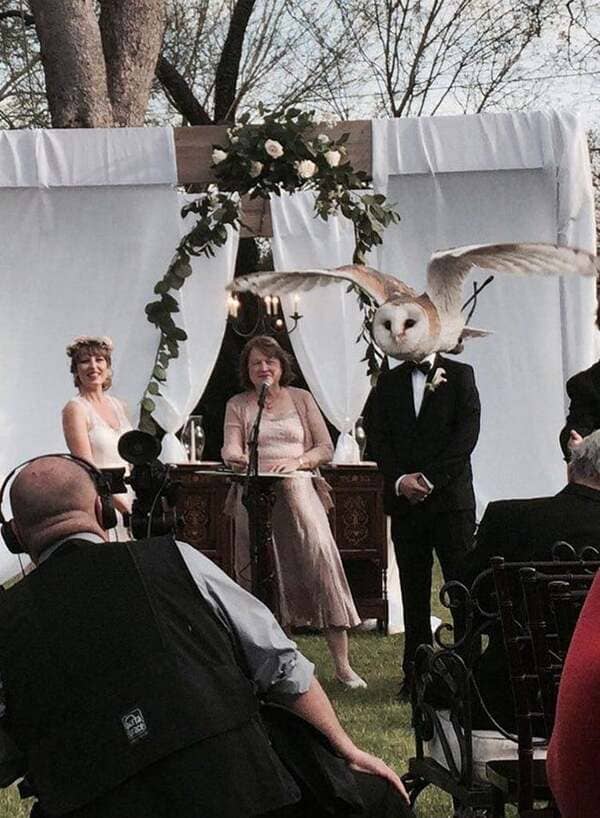 Marrying an owl.