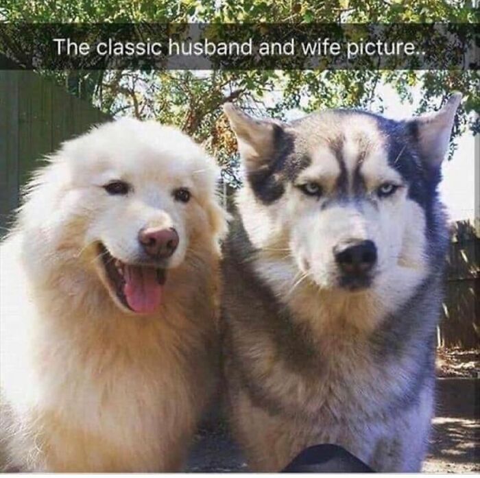 huskies family photo