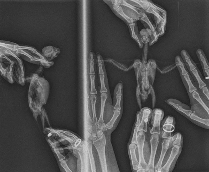 “This is how a parrot gets an X-ray done. The bird is alive and everything is fine with it. The procedure was done by a vet and we were there to help hold our pet.”