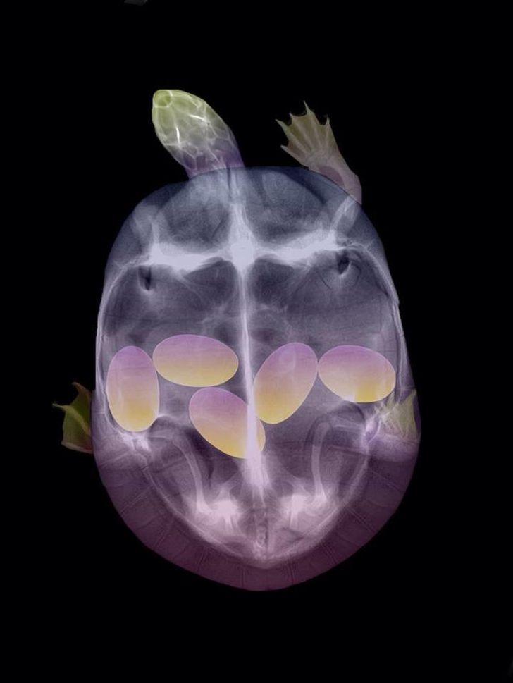 This x-ray of a pregnant turtle would make a killer album cover.