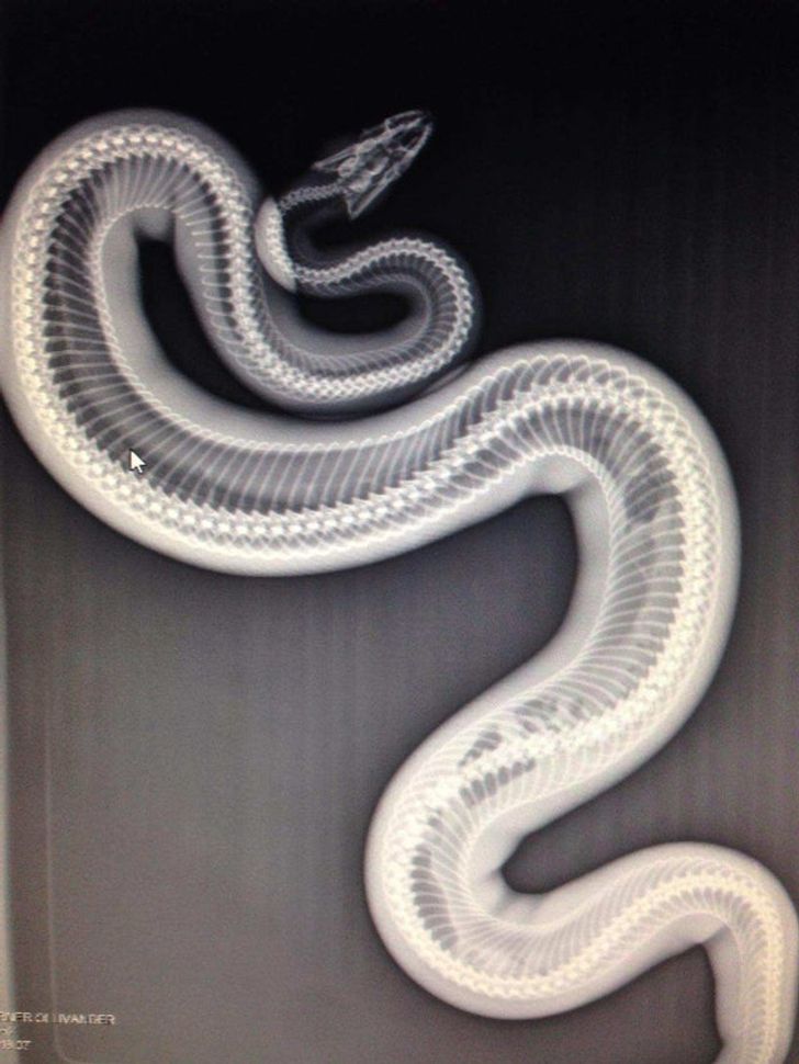 “Had to get our ball python an X-ray. Thought this would be interesting to share.”