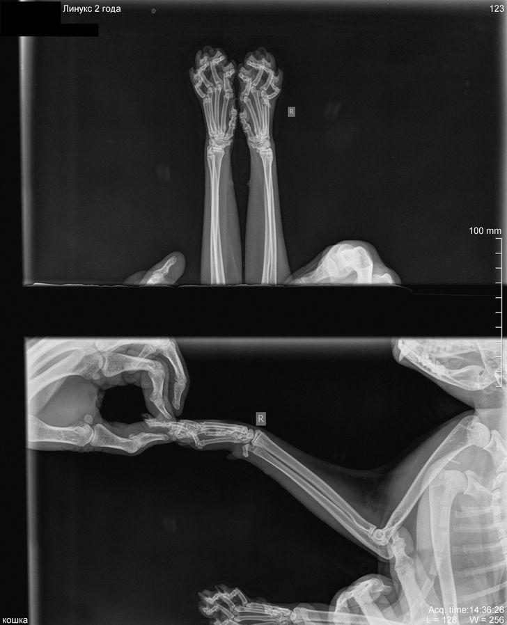 This is what an X-rayed cat looks like