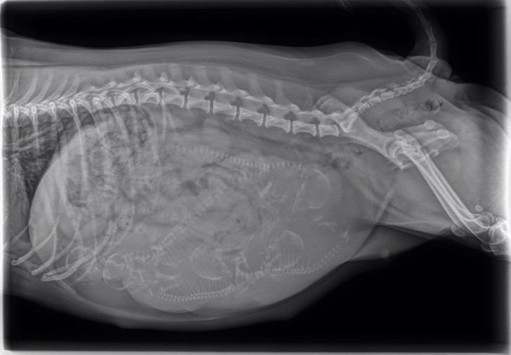 “An X-ray of my dog’s pregnant belly — we can count 5 puppies.”