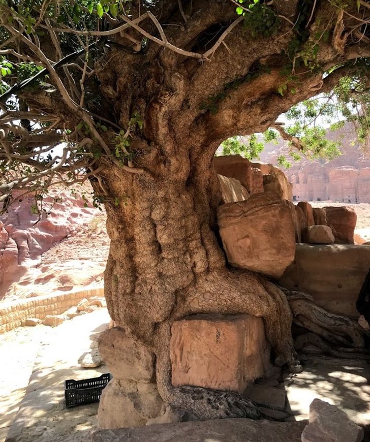 An old tree in Petra, Jordan