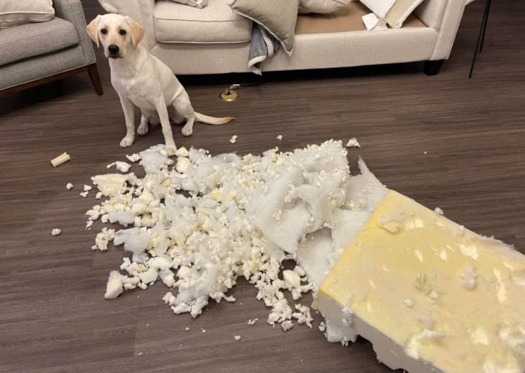 dog standing over torn pillows