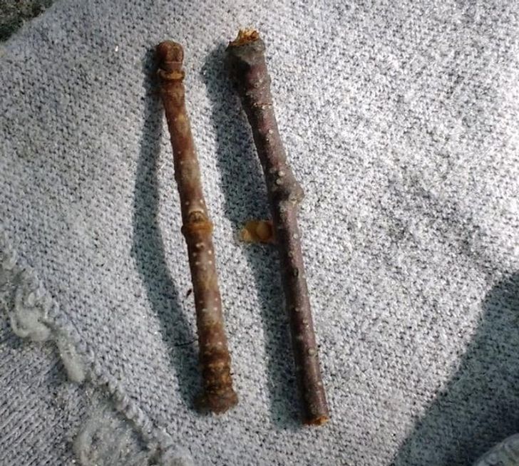 One of these is a twig, the other is moth larva.