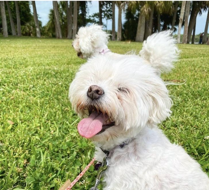 Look at this dog’s ears!