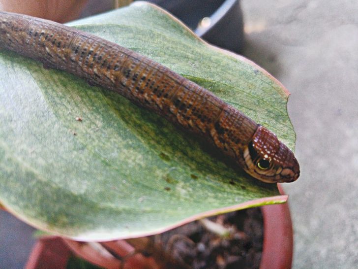 “Found this caterpillar eating my plant. It looks like a snake.”