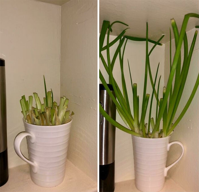 Learned This From My Mom. Everytime You Buy Chives/Green Onion Just Cut Most Of It Off And Use Them Or Store Them In The Fridge. Then Put The Roots In A Cup With Half An Inch Of Water. Regrows Back To Full Size Or More Within A Few Days. Can Repeat Up To About 2-4 Times If You Have A Good Batch