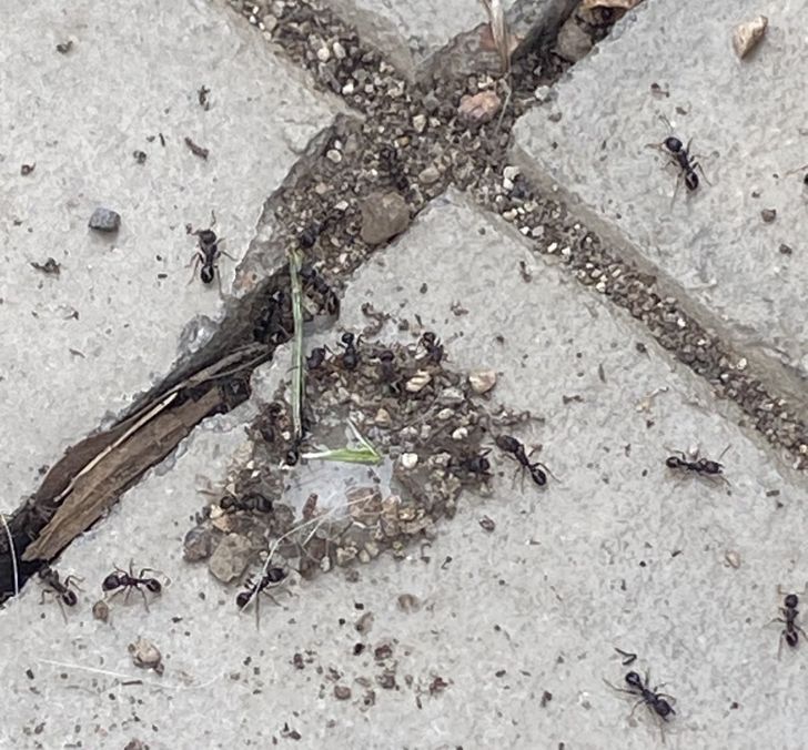 “These ants figured out that this was poison, so they’re building a rock barrier around it. It’s happening on 4 other sites on my patio where I applied it.”