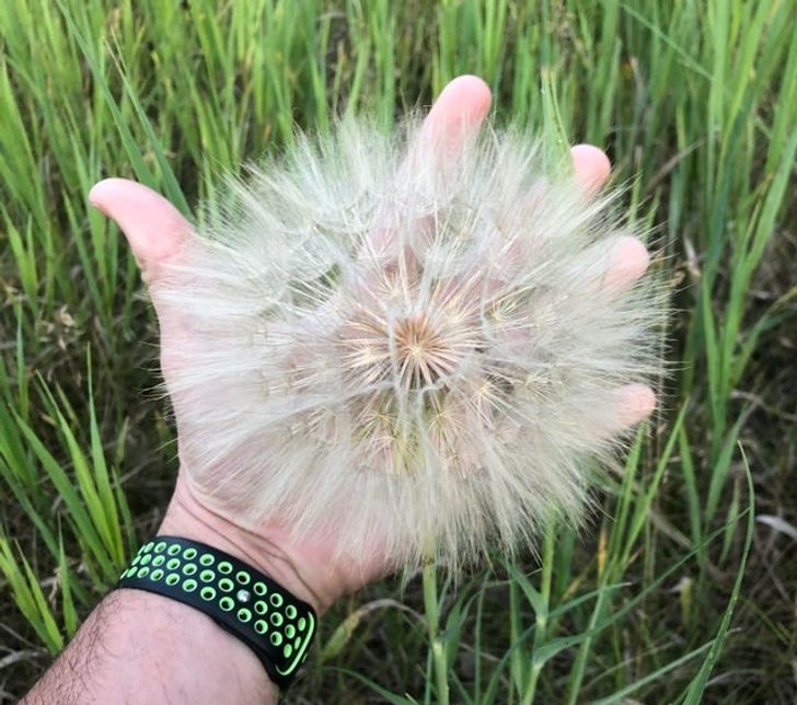 “Today on my walk, I found this GIANT dandelion.”
