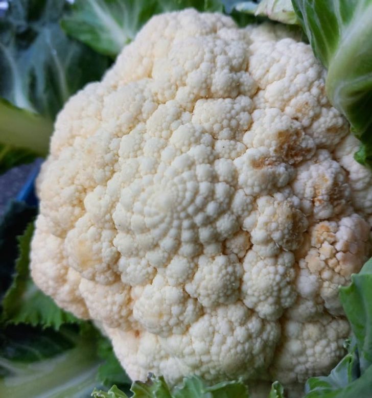 “The Fibonacci spiral on a cauliflower we got”