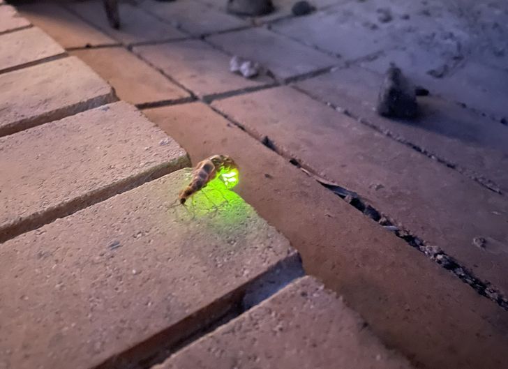 Is it the first time you’re seeing a firefly this close?