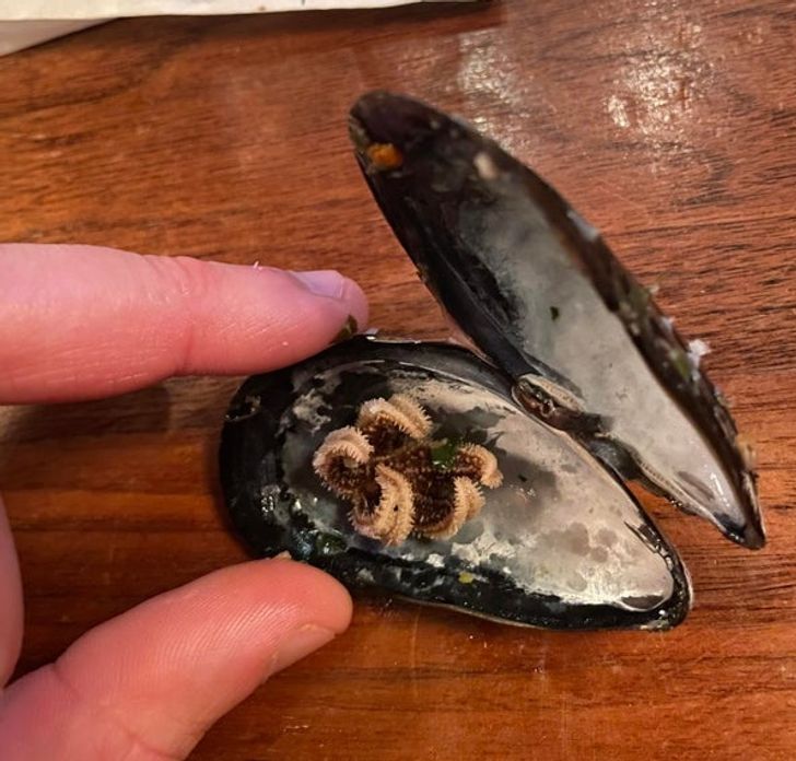 “We found a starfish that had eaten our mussel inside of the shell.”