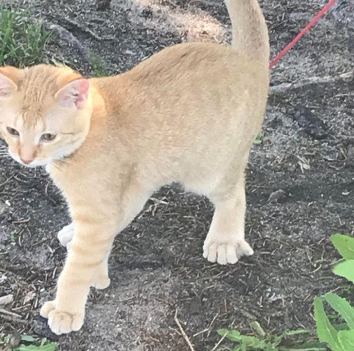 “We found this 5-toed cat, with one paw that has 6 toes.”