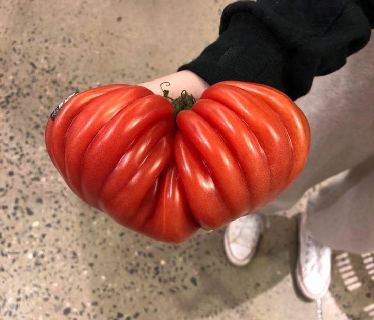 “Just look what a heart-shaped and tube-like tomato I found at the supermarket.”
