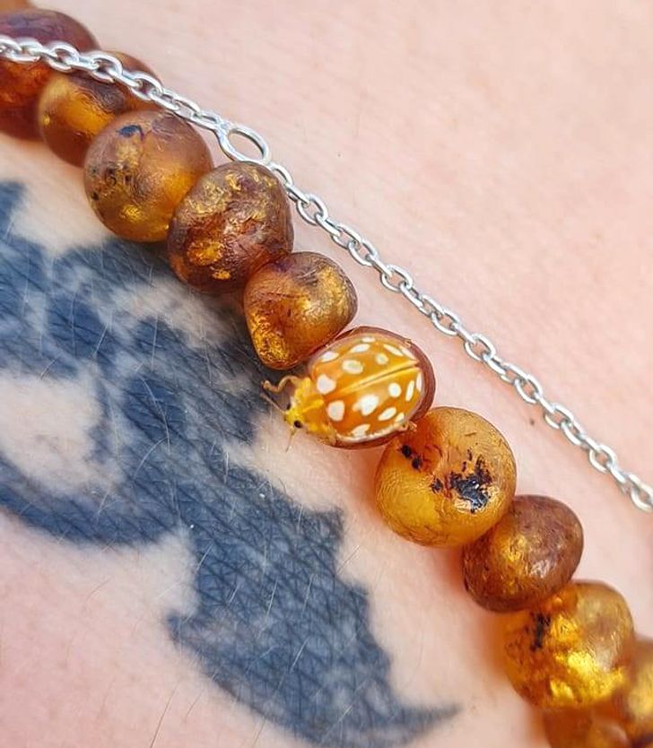 “A yellow ladybug is crawling on my wife’s amber bracelet.”