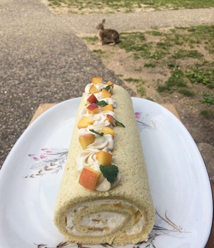 “A rabbit photobombed my photo of the dessert I made.”