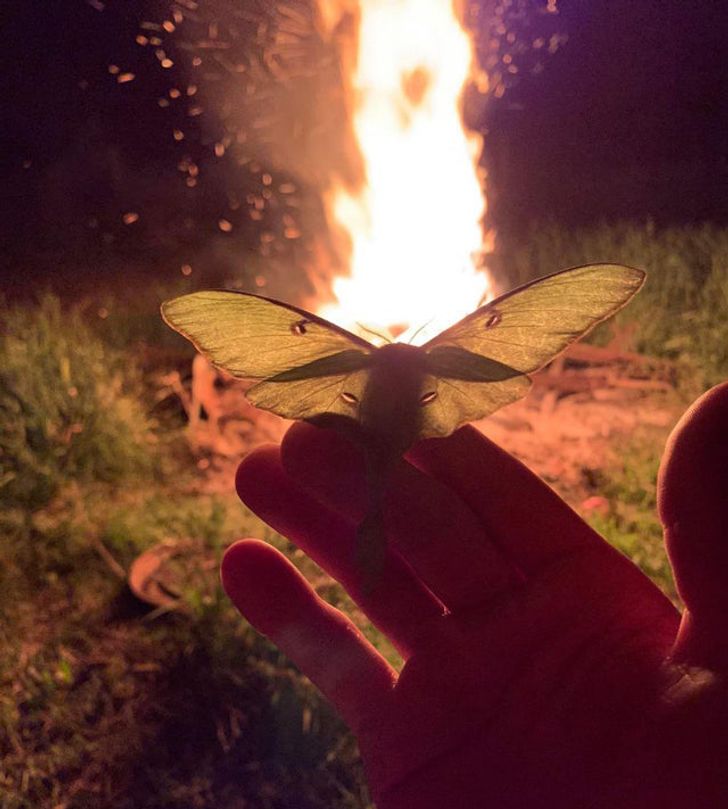 “This moth decided to chill with me for a bit last June at a bonfire.”