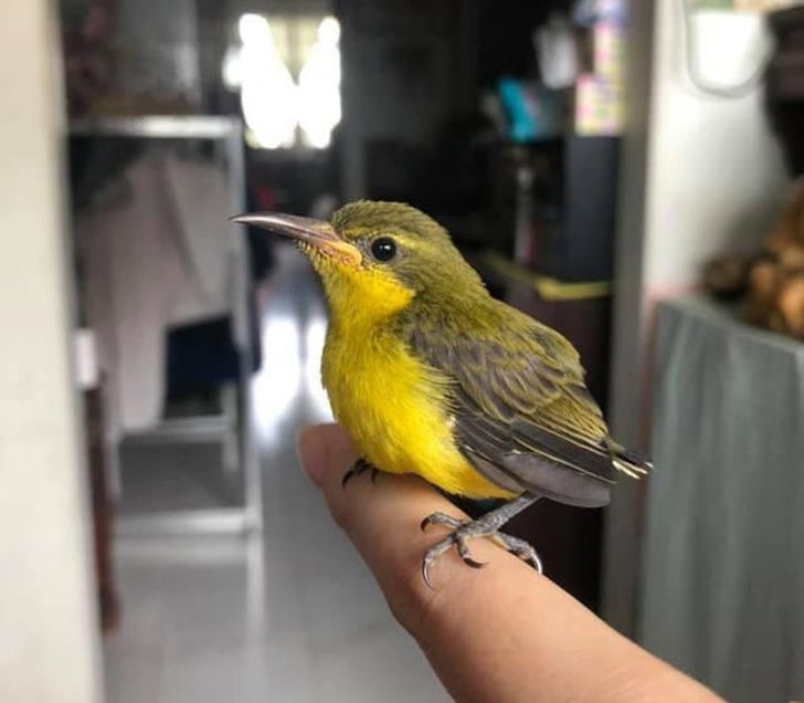 “Just a sunbird that flew in and perched on my friend’s finger.”