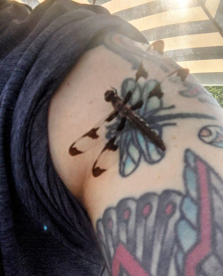 “This dragonfly landed on my dragonfly tattoo.”