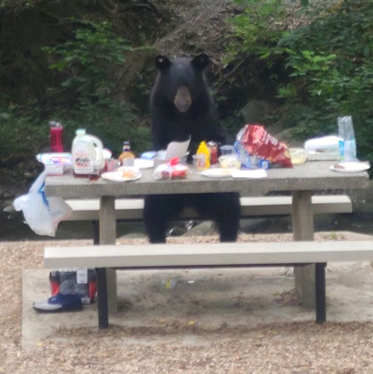 “Our cookout was interrupted by a bear who sat just like a human at the picnic table while he finished off our food.”