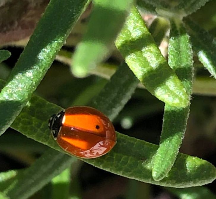 “A ladybug with a single spot”