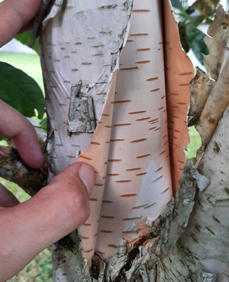 “The inside of my tree looks fake.”