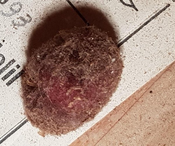 Found inside a musical instrument, it is the size of a big grape but there aren’t any holes big enough for it to have fallen inside.

A: They have these in violins. They call them the mouse. It’s just years and years of fluff and detritus. If they get repaired the repairer will put ‘the mouse’ back into the violin for good luck. It could be something like that.