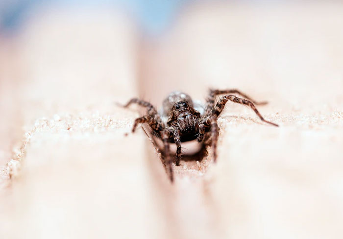 Humans don't swallow eight spiders a year on average while they sleep. Arachnid experts speaking to Scientific American said that such a claim "flies in the face of both spider and human biology." Spiders "regard us much like they’d regard a big rock," since we're so comparatively huge that we're "really just part of the landscape" to them. Additionally, the vibrations of a sleeping human (snoring, breathing, and the beating of a heart) are terrifying to spiders. As far as humans go, even if the rare brave spider does wander across your face whilst you snore, you'd most likely feel it there and wake up before it crawled inside your mouth.